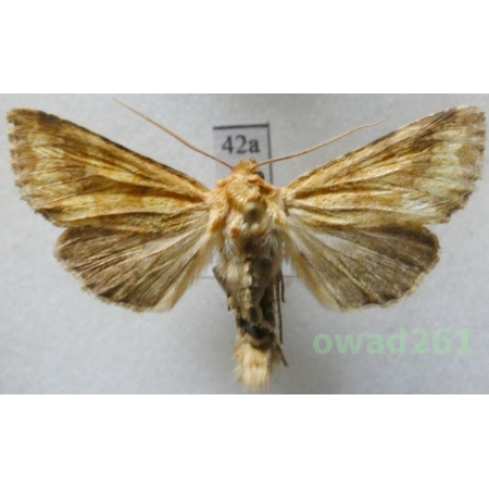 Conisania luteago (Denis & Schiffermüller, 1775) Slovakia42a